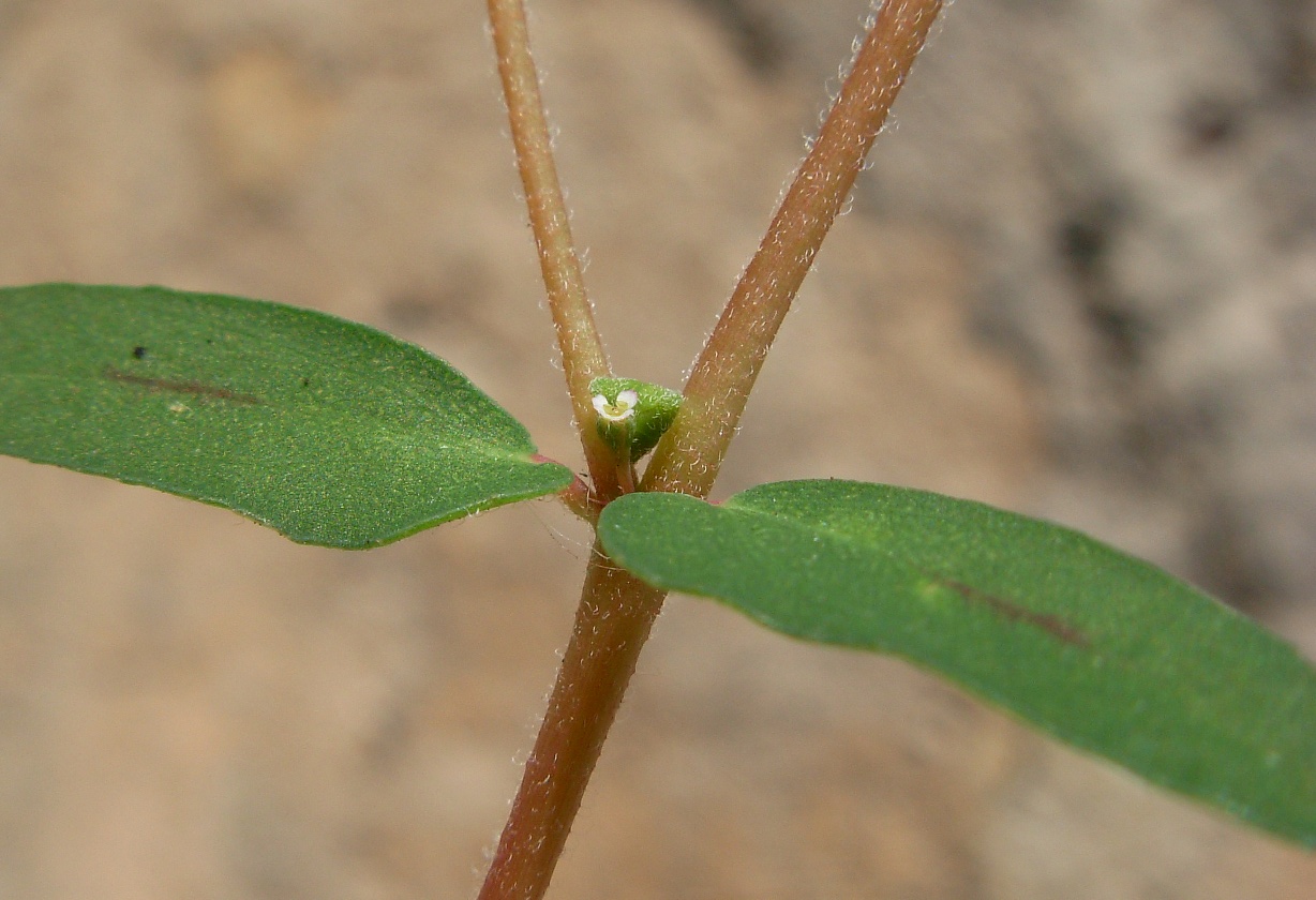 Euphorbia maculata ad habitus eretto